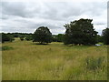 Grassland near Knighton Farm