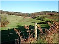 Grazing land between the Mountain Road and Drumkeeragh Forest