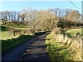 Decidious woodland at a sharp bend on the ascending Mountain Road