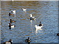 Tufted Ducks on Saltwell Park lake