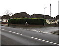 Long hedge on a suburban corner of Cardiff