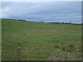 Grazing off Charity Lane