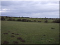 Grazing near West Ghyll End Farm