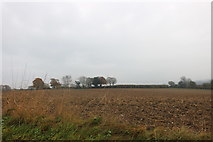 TL0509 : Field by Dodds Lane, Piccotts End by David Howard