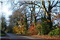 Autumn leaves on South Street, Bulbridge