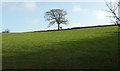 Tree in field near Elwell