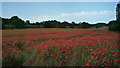 SO8074 : Poppy Field at Ribbesford by Fabian Musto