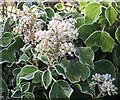 Barrug ar eiddew / Hoar frost on ivy