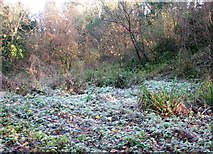 TG2105 : Frosty morning in Danby Wood by Evelyn Simak