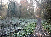 TG2105 : A frosty morning in Danby Wood by Evelyn Simak