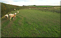 Sheep near Voscombe