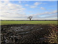 Grass field with isolated tree