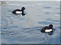 NZ3767 : Tufted Ducks by Oliver Dixon