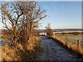 Path above Rosebank