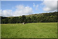 Ribblesdale sheep