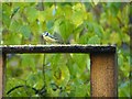 SK6465 : Rufford Abbey Country Park  bird feeding area  8 by Alan Murray-Rust