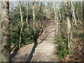 Path with steps in Lesnes Abbey Woods