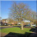 Fendon Road: winter sunlight