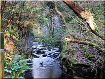 SD6973 : River Twiss, Swilla Glen by David Dixon