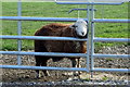 Sheep behind bars, New Road