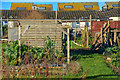 Hayle : Allotments