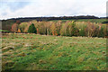 Field and trees near Millclose Farm