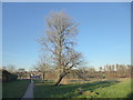 East Wickham Open Space at the end of autumn