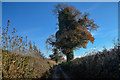 East Budleigh : Hayes Lane