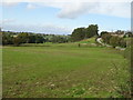 Grazing off Thorncliff Green Road