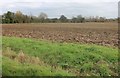 Field by Goat House Lane, Hazeleigh