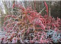 Frosted shrubbery