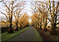 The Lime Avenue, Kerse Estate