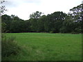 Grassland towards Whites Road