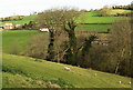 Sheep, Manor Farm