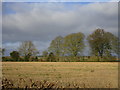 Stubble field and trees by an old quarry