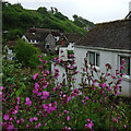 Cadgwith