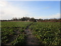 Path through sugar beet, Collingham