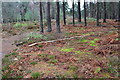 Forest floor, Whitehouse Wood