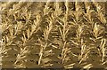 SE5327 : Maize stubble, Birkin by Alan Murray-Rust