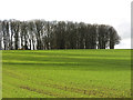NZ3019 : Farmland and copse north of Ketton Hall by Mike Quinn