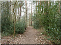 Footpath, Pyrford Common