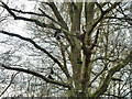 Shoe tree, Pyrford Common