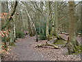 Footpath, Pyrford Common