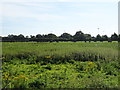 Rough grazing off Long Lane, Upton