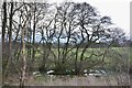 Wetland near Croftfoot