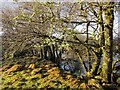 Trees on the bank of the Eas Gobhain