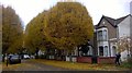 Leaf Fall at Greenfield Road N15