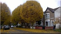 TQ3388 : Leaf Fall at Greenfield Road N15 by John Kingdon