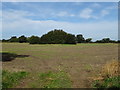 Field and pond off Rake Lane