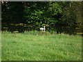 Swan on the Moat at Brinsop